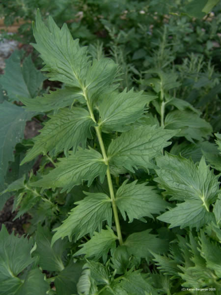 Valerian Herb Plant Leaf