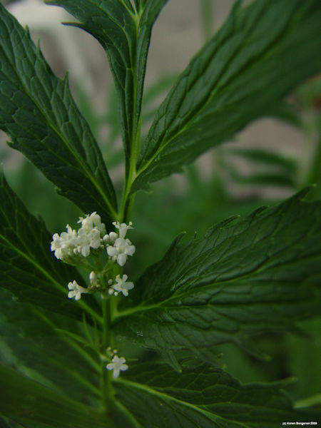 valerian herb flower close-up