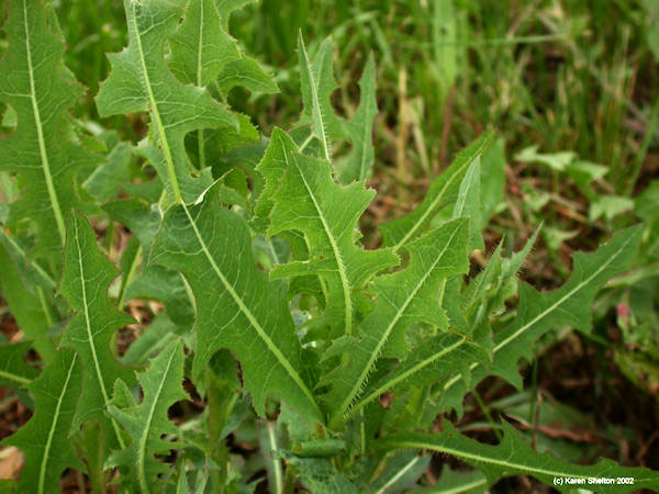 Wild Lettuce herb picture Lactuca species