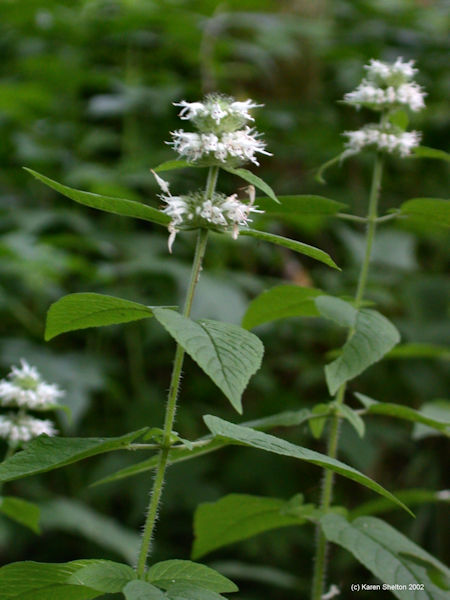 wood mint herb Blephilia Spp.picture