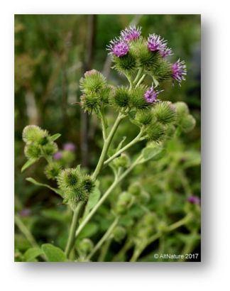 picture of flowering Burdock plant