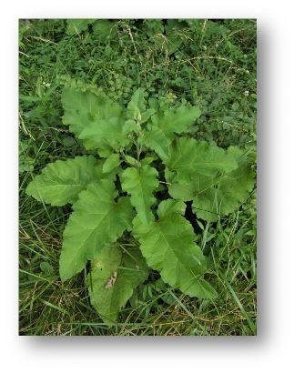Picture of a young burdock plant with large leaves like rhubarb