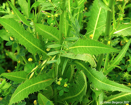 Chicory Leaves young plant picture