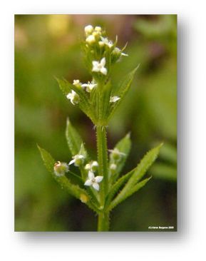 Cleavers plant top with small white flowers and whorled leaves with small spines