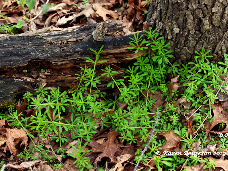 cleavers plant growing at base of a tree