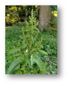 picture of Curly Dock plant flowering