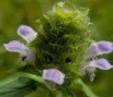 Heal All herb flower, Prunella Vulgaris