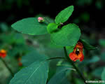 small orange jewelweed flower picture
