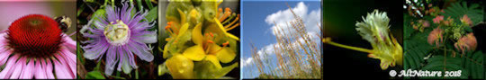 AltNature Herbal banner- pictures of medicinal herbs and flowers