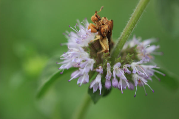 Pennyroyal Herb Blossom with Assasin Bug