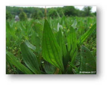 Narrow leaf plantain, Plantago lanceolata, rosette of long leaves with parellel veins