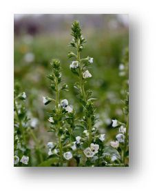 Speedwell plant