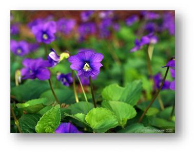 blue violet flower pictures